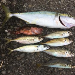 とりあえず5目釣り